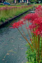 川の中が気になる花ちゃん