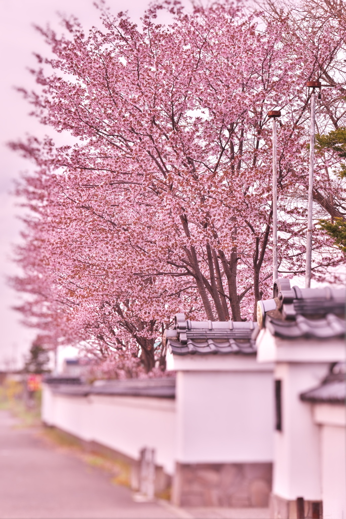 さくら寺