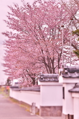 さくら寺