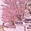 さくら寺