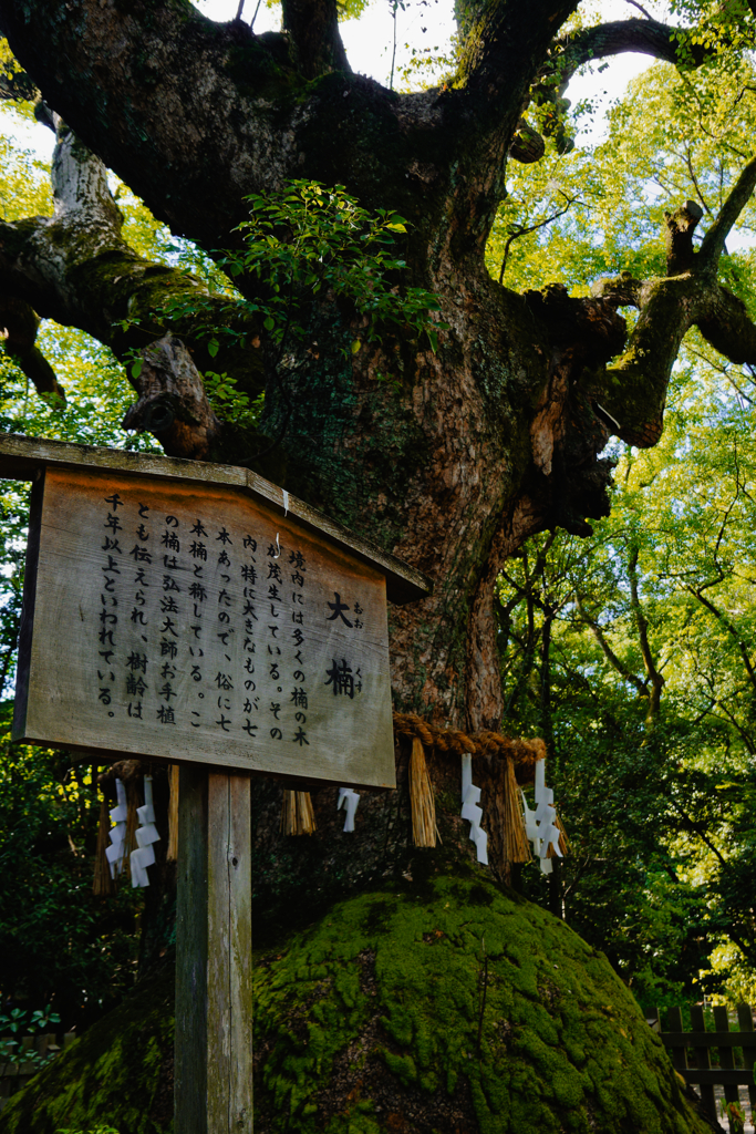 樹齢20000万年