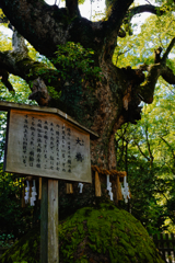 樹齢20000万年