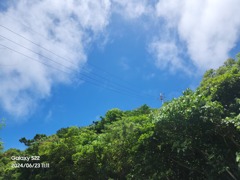 石垣島の森
