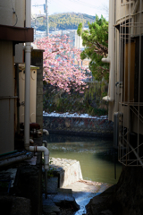 桜「こんちわ」