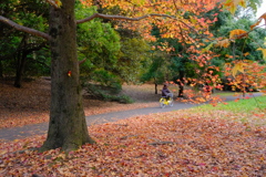 落ち葉多いね
