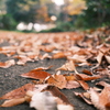 枯れ葉さん