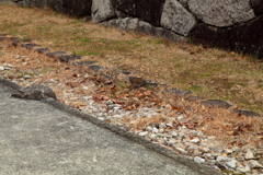 広島城址公園