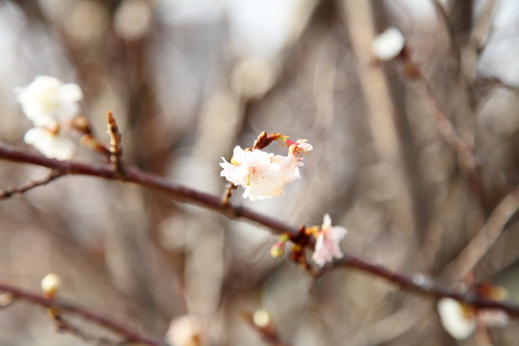 早咲きの桜