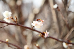 早咲きの桜