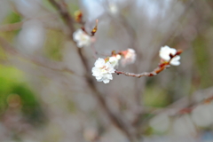 早咲きの桜