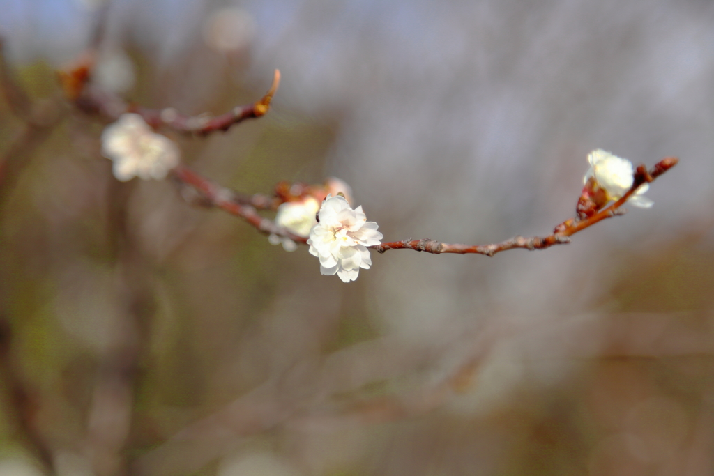 早咲きの桜