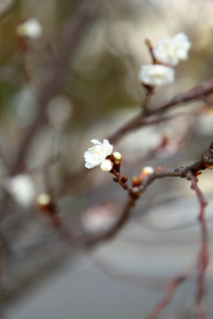 早咲きの桜