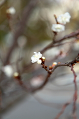 早咲きの桜