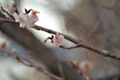 _MG_0014a
