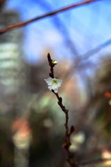 早咲きの桜