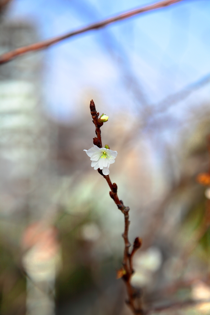 早咲きの桜