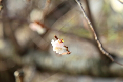 早咲きの桜