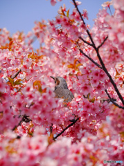 ヒヨドリと河津桜