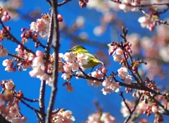 IMG_5706