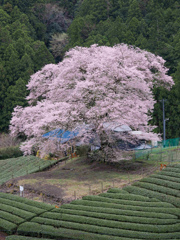 一本桜