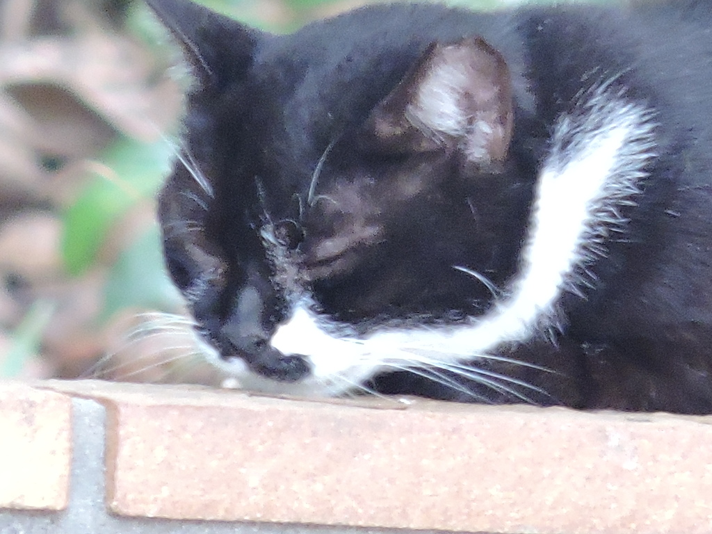 猫