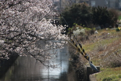 サクラとアオサギ