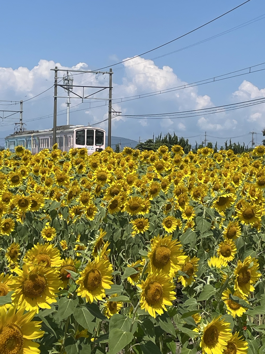 向日葵畑の中を走る電車