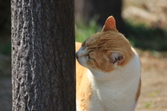 猫②