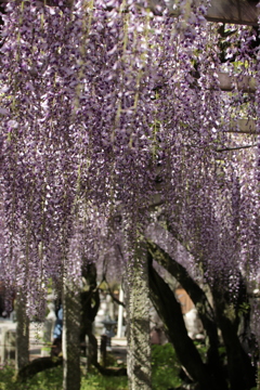 藤の花
