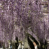 藤の花