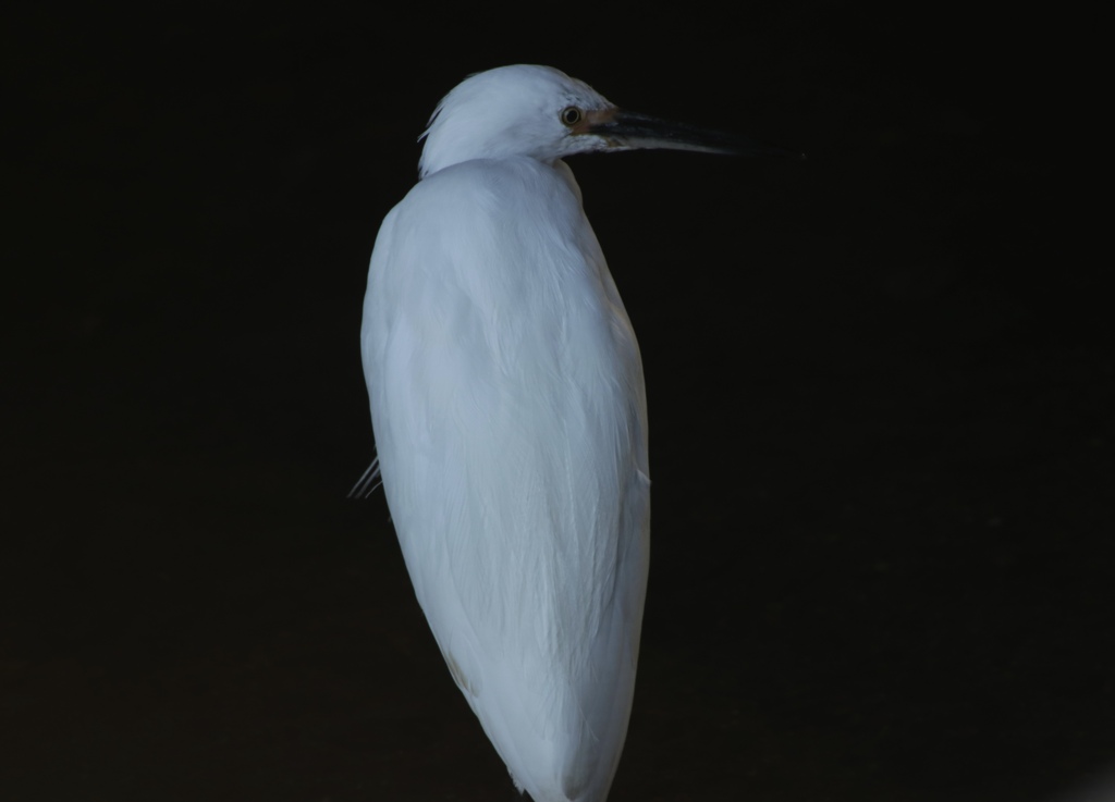 ユキコサギ