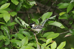 シジュウカラ