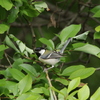 シジュウカラ