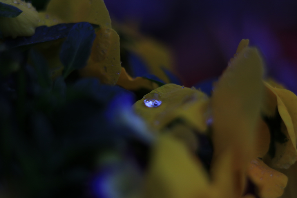 雨露