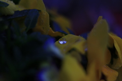 雨露