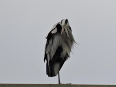 アオサギ