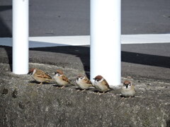 スズメちゃん横並び