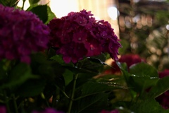 紫陽花