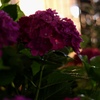 紫陽花