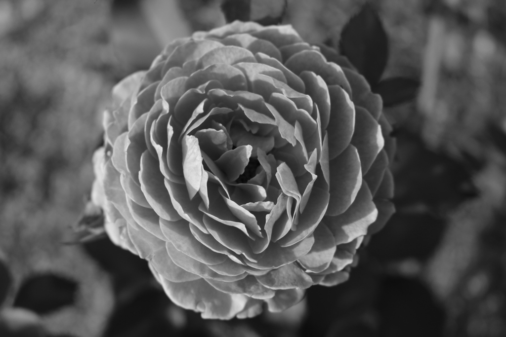 薔薇