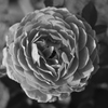 薔薇