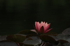 睡蓮（暗）