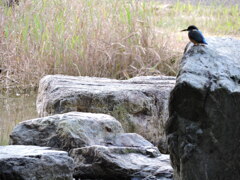 カワセミ②