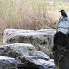 カワセミ②
