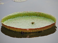 贅沢乗り