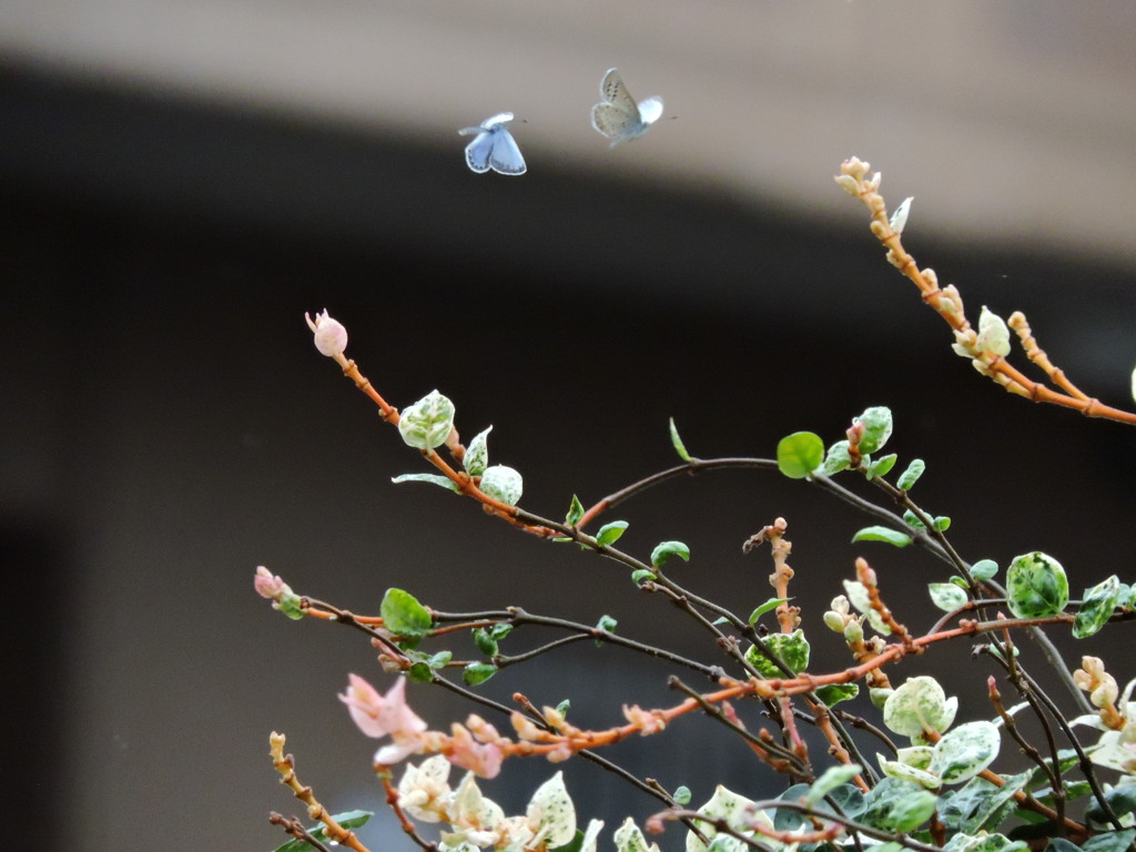 雨の合間