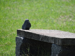 鳥かと思いきや