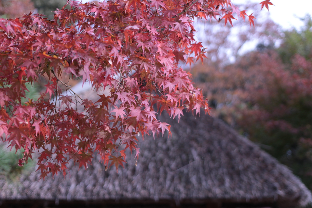 紅葉