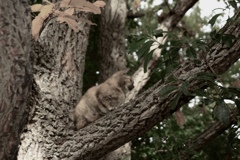 猫（木の上）