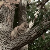 猫（木の上）